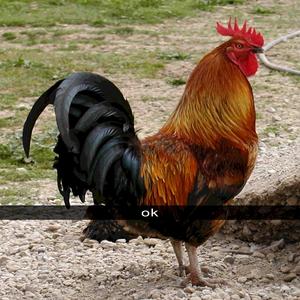 Pro slepičí kvoč (Dubstep remix)