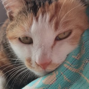 一串代码的小温柔