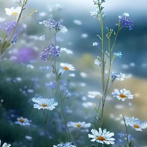 夜空中最亮的星