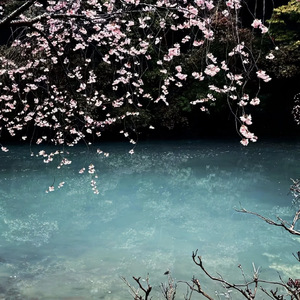 花开的时候你就来看我