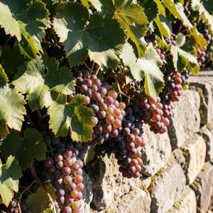 Yol Üstü Bağ Bağlama