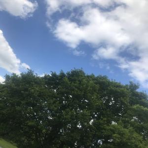 Madness In The Music