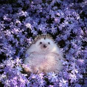 Ball Forever (slowed)