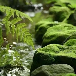 苔痕三叠_逍遥游