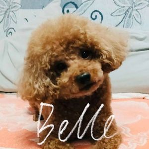 Belle（贝儿）