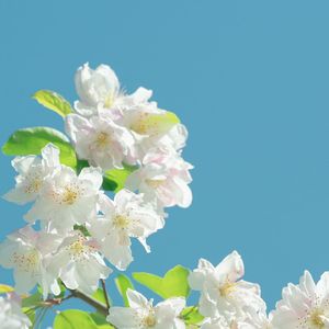 毛细血管的暴政