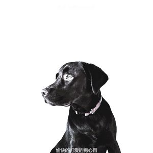 抚慰的小狗回忆