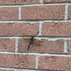 Spooky Riff (feat. John Bone Joevi)