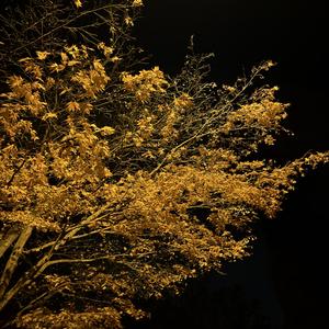Sunshine (feat. 40hz)