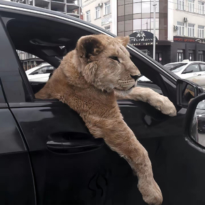 真相会大白(抖音热播)