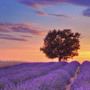 あなたが恋しいです