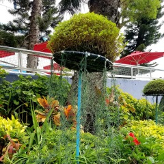 流泪的背影 (Live)