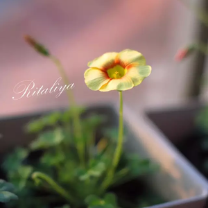 【填翻】地尽头（翻自 关淑怡）