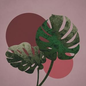 Peperomia obtusifolia