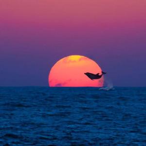 我是一只小小鸟