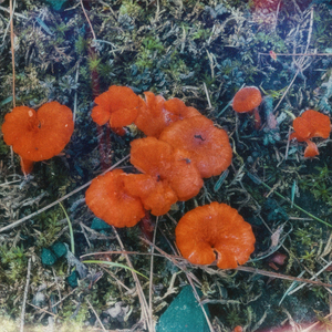 Real Love (Tell Me Lies)