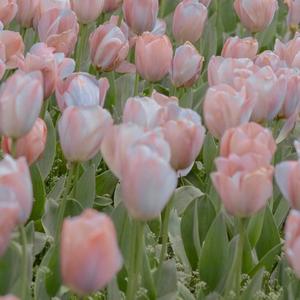 游走记忆的时间-nell