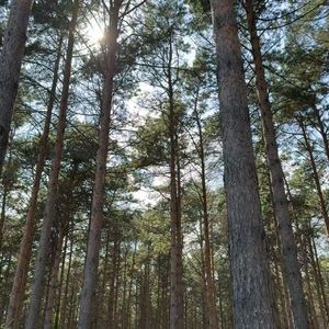 Tony Igy-Astrono·仅供玩乐·mia（一颗小呆橘 remix）