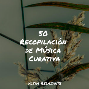 Hamaca En Los Árboles