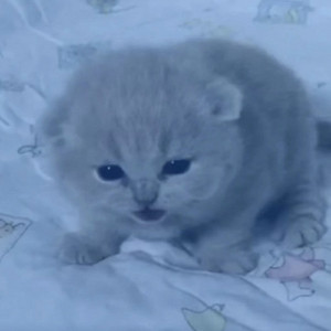 Parent Issues (Sped Up)