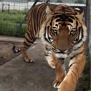 鸡虎进行曲 (Remix)