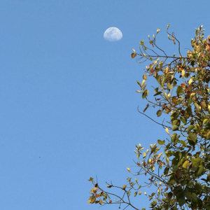 瞬＋如果爱忘了（抖音版）