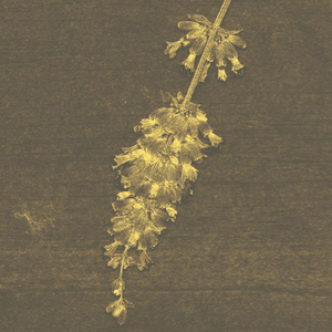 Forsythia Bellum