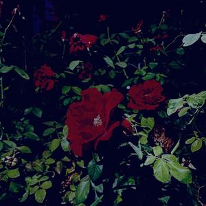 冬天的花摆呀摆