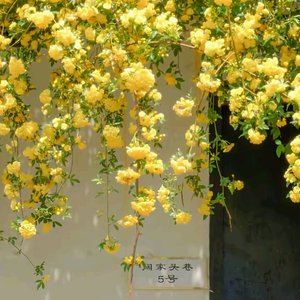 24岁离18岁和30岁一样近