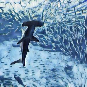 Sharkie Pool