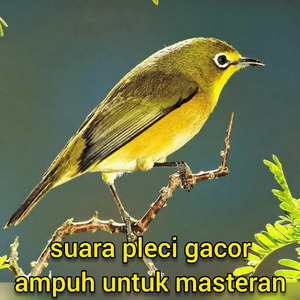 Suara Pleci Gacor Ampuh Untuk Masteran (Live)