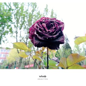 只不过是我心甘情愿