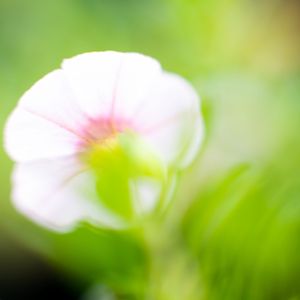 一只蓝鸟和一棵树demo（绘本歌曲）