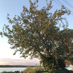 Небо полное звезд