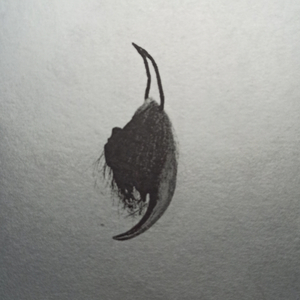 Sorcier Thérianthrope