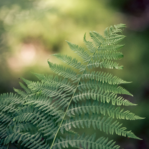 Leaves & Shoots