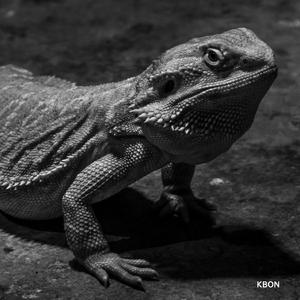 灰姑娘