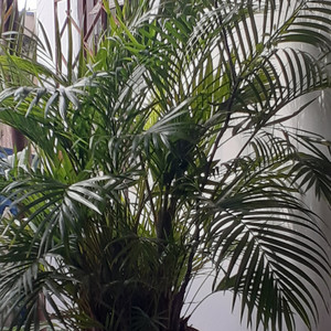 Nao Foi Tao Derepente