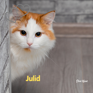 Julid