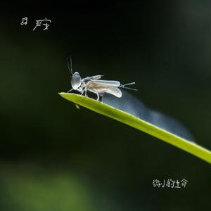 落叶舞动秋意