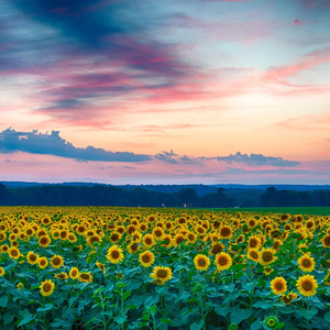 八百里洞庭我的家