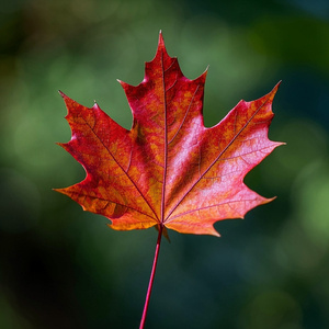 Maple Jazz #2-Cafe Break