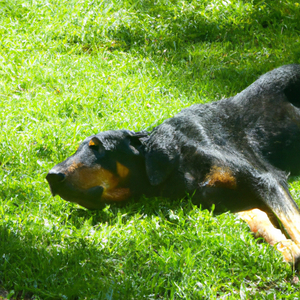 Sprokies van die Lewe