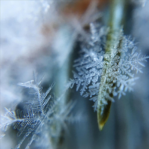 Snow, Snow, Snow