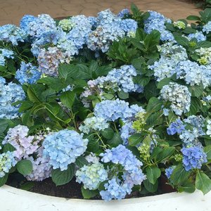 ☆雨♥献给爱人_