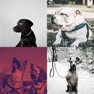 安静的小狗声音