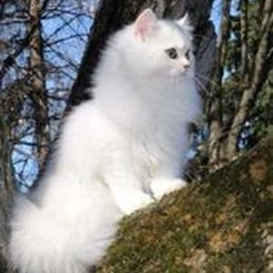 Lose My Mind (slowed)