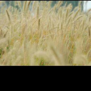 严勇-别怕、别悔