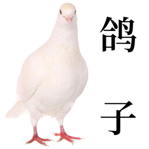 鸽子（翻自 洛天依）