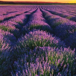 我就这一颗心(1)